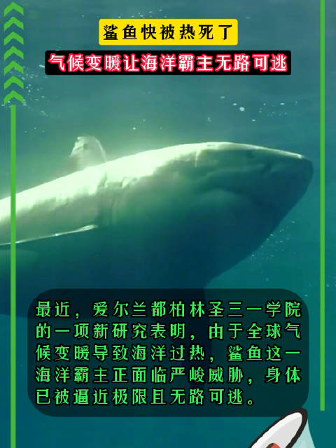研究称全球海洋变暖加剧，大型鲨鱼生存面临严峻挑战