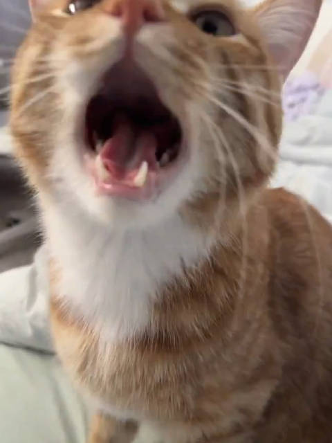 小猫苏醒（：NeribeiPt2）