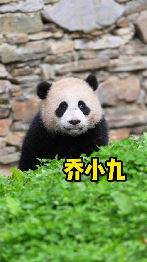 乔小九像谁呢？