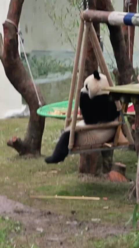 熊猫守护者倡导善念善行