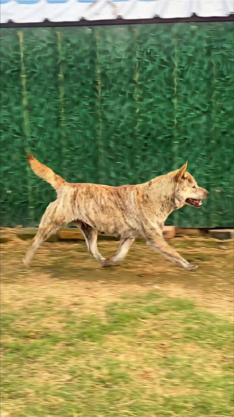 广西土猎虎斑犬的魅力之乔乔的风姿（校花&胡81）（大乔和小乔的妈妈）