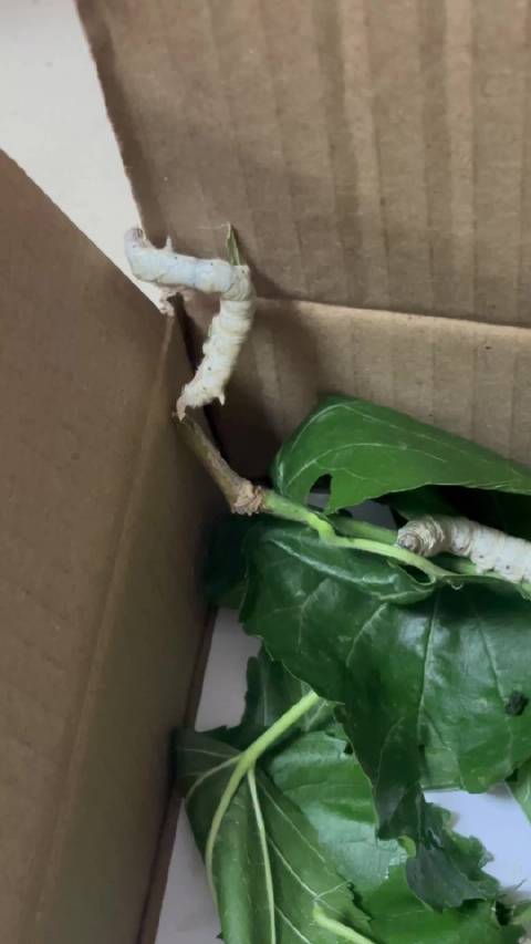 越狱失败 老实点吧