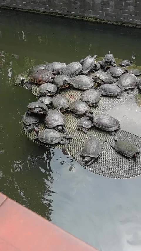 长按助力龟龟上岸