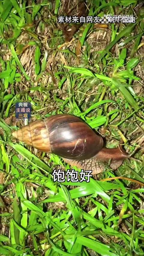 误食非洲大蜗牛严重可致脑膜炎