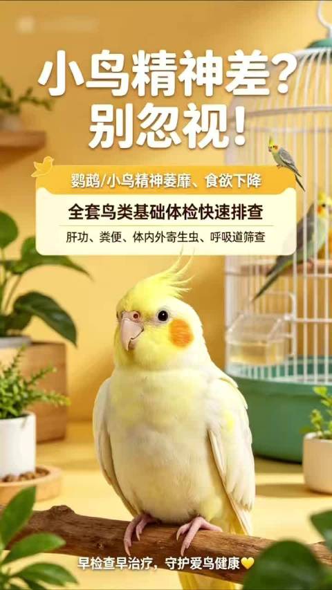 德扬宠物医院异宠专科·小鸟精神差