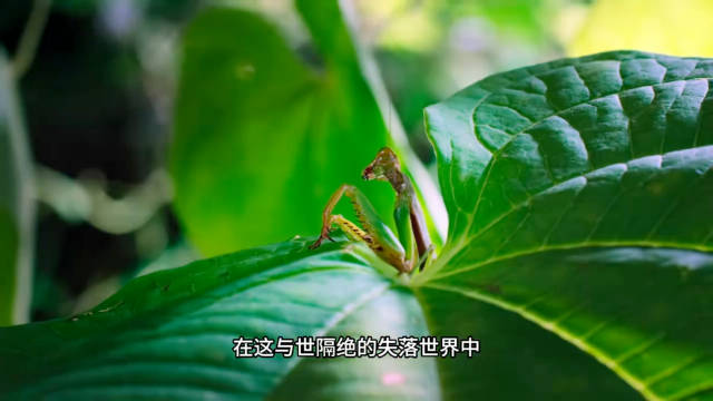 马达加斯加雨林进化的神奇生物