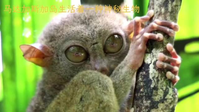 马达加斯加指猴栖息地减少，科学家呼吁加强保护