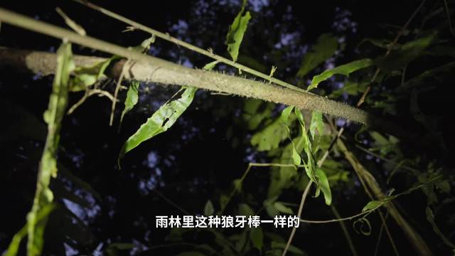 云南深山现珍稀过山峰蛇蛋，散发独特香气