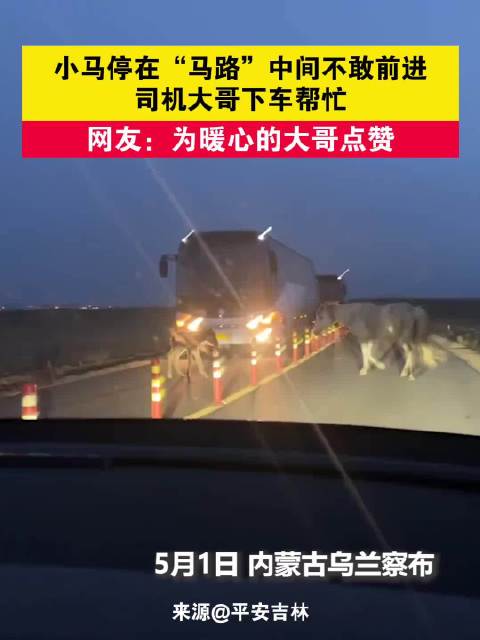 内蒙古客车司机助小马过马路母马守护