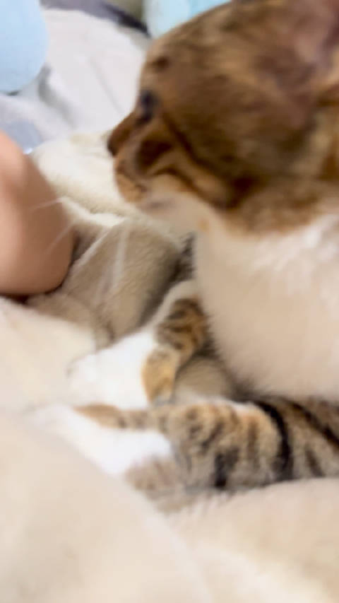 哈特软软