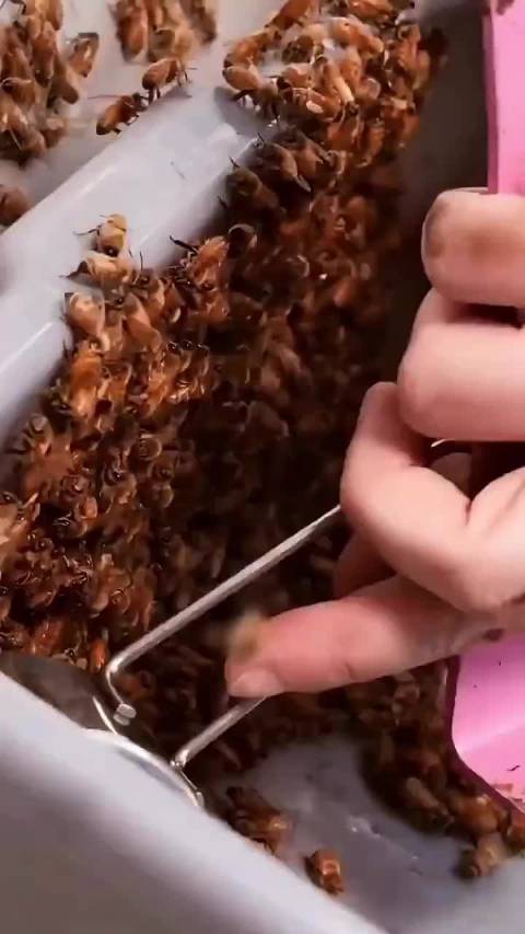瓦螨侵袭蜂群吸血传播病毒威胁蜜蜂生存