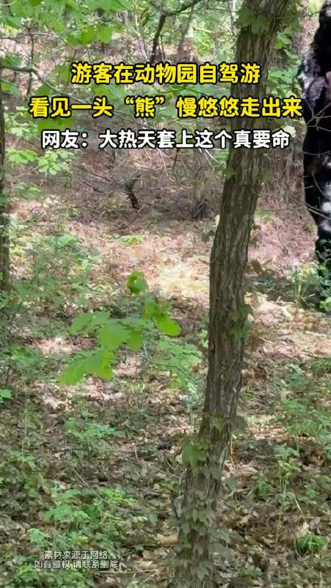 游客在动物园自驾游，看见一头“熊”慢悠悠走出来！