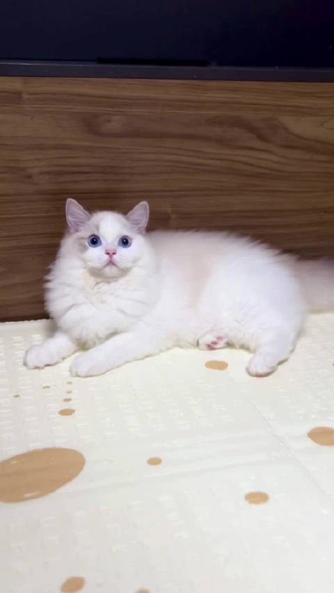 布偶猫奶冻抢镜特写，厦门猫舍两萌宠寻家