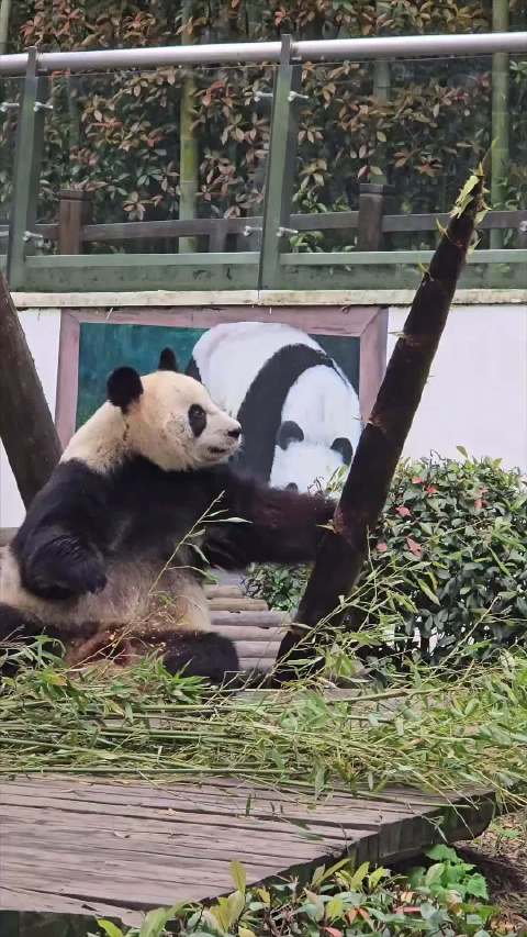 怪不得说熊猫会功夫的，果然不假！功夫熊猫！