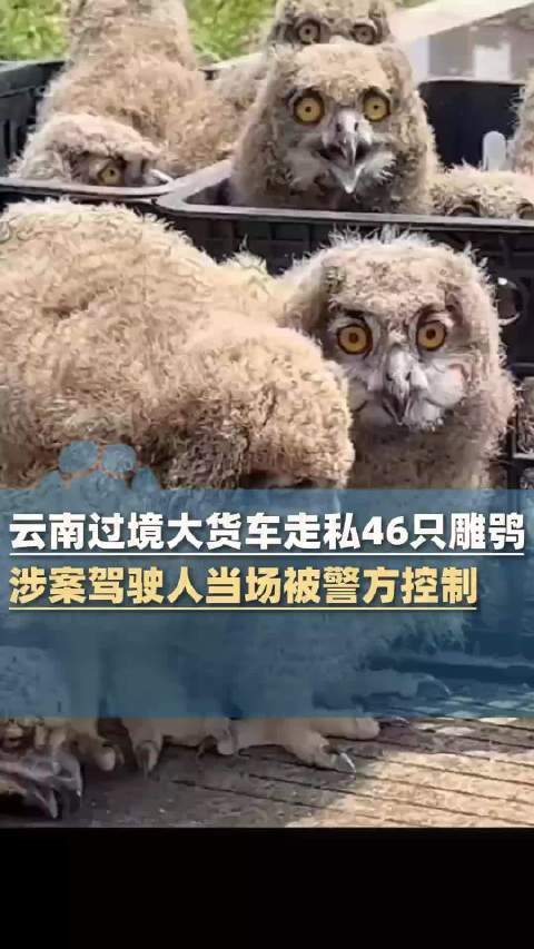 大货车以鸡作掩护偷运46只雕鸮