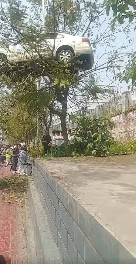 这是怎么飞上去的？飞行汽车以后都要停树上了