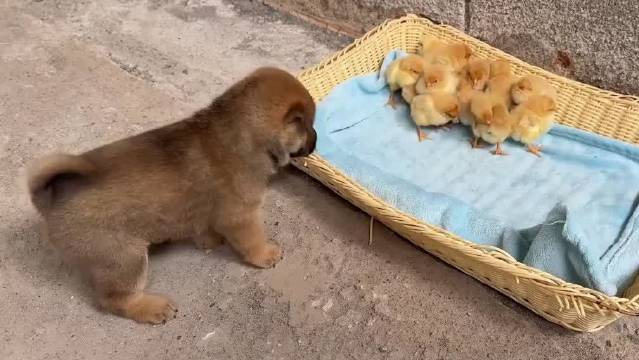 南宋范成大诗作与旺财故事引发读者共鸣