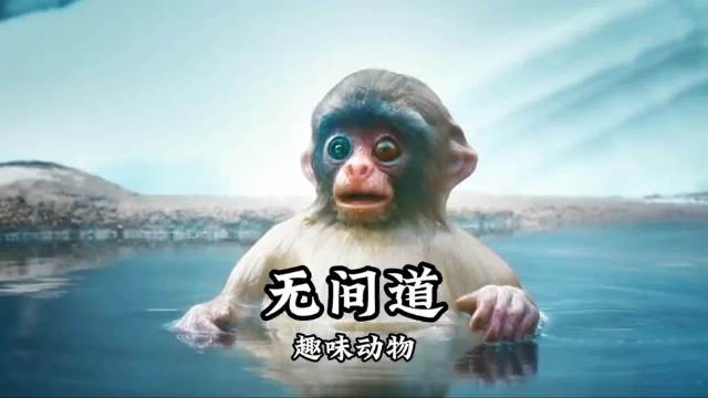 当摄像机披上“马甲”，你才知道他们无间道玩的多六