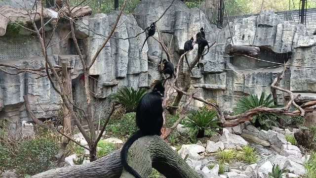 黔灵山小猴子颤抖帮游客清理苍耳