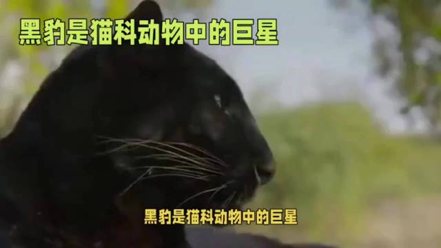 非洲黑豹身手敏捷狩猎能力强需保护