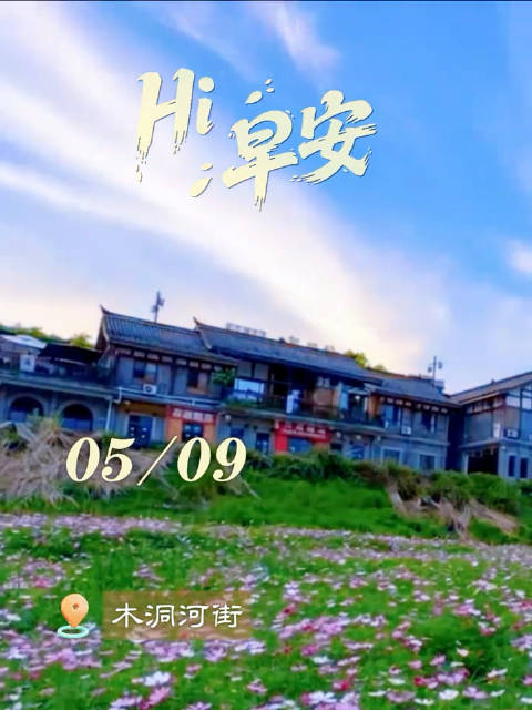 格桑花开在黎明的风里，一朵就是一句温柔的念想，不问土壤，不争春秋