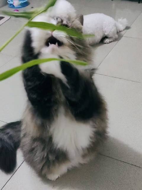 拿狗尾巴草逗猫气到胡子撅起，陈都灵猫猫舞引共鸣