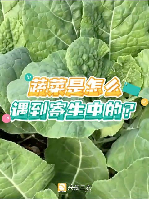 这五种蔬菜别生吃，小心感染寄生虫！特别提醒南方的小伙伴！