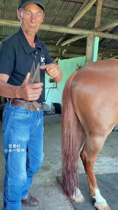 “汗血宝马的保养教程”