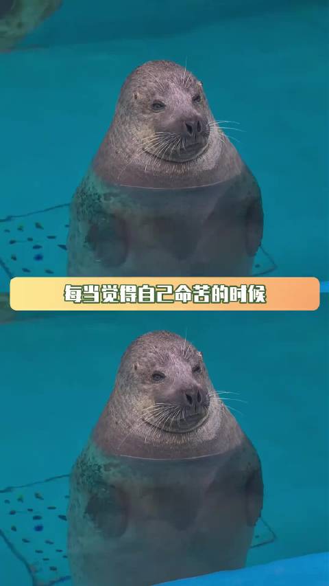 海豹安逸惯了，选择给自己进化的累一点