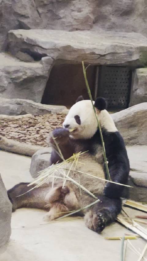小艾伦