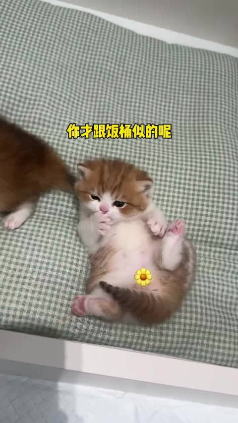 3集了，终于有能越狱出来的了微博iPhone客户端 曝光