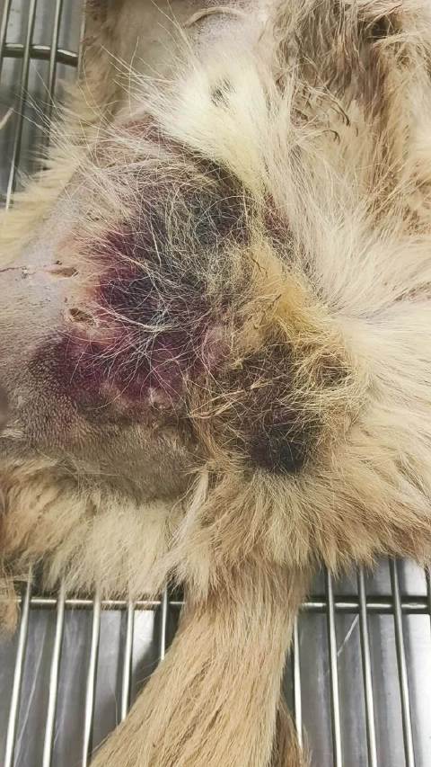 货车撞伤狗狗腹腔破裂骨盆骨折，医生冒险手术抢救