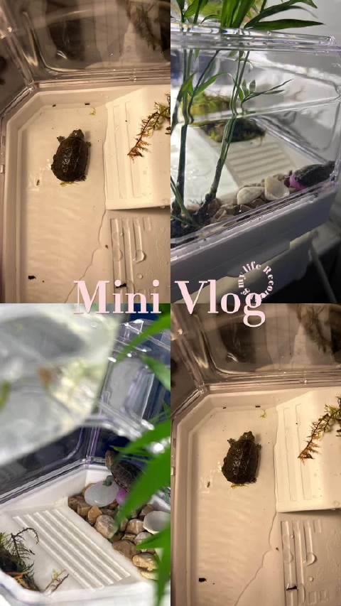 家中新宠物-皮皮 到家到家6天就越狱了，必须安排豪华大屋