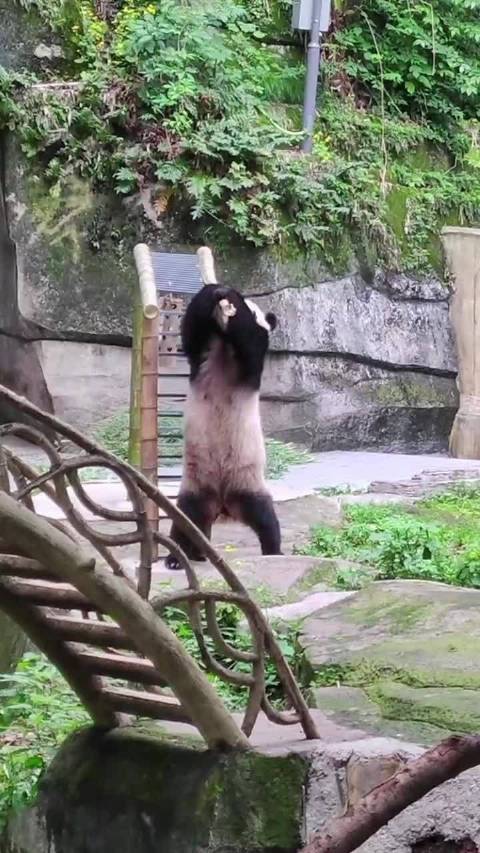 功夫熊猫是这样练成的