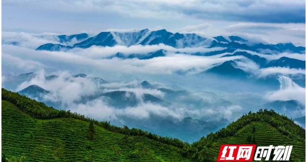 文化永州丨嶷山阿云：百叠岭茶
