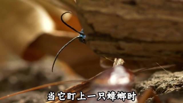 扁头泥蜂精准操控蟑螂行为全过程