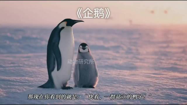 企鹅：一种不想飞的鸟