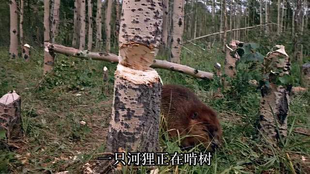 河狸：我自己砸死了我自己 动物世界