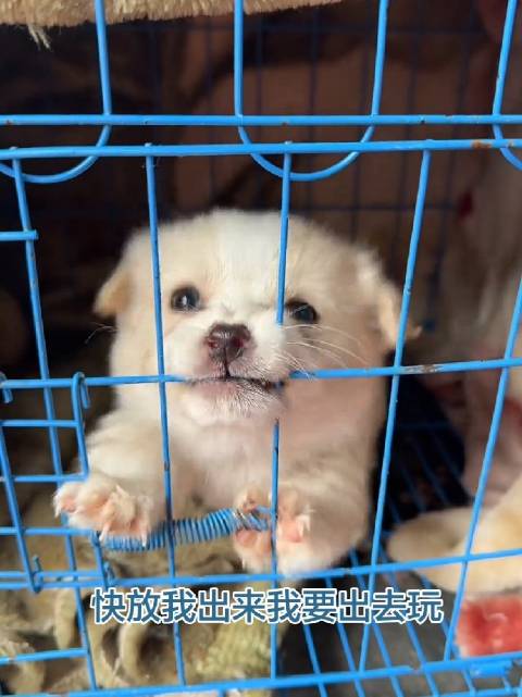 一只努力尝试越狱的狗狗