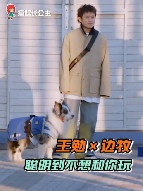 边牧的聪明在于，看透你所有小伎俩
