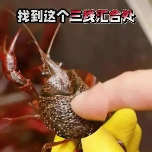 吃小龙虾不踩雷!先破5大谣言,再get健康秘诀