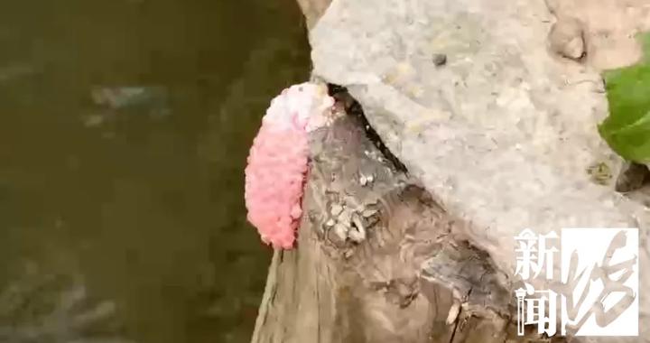 别吃！别碰！寄生虫多达6000条，近期正大量出现，严重可致死