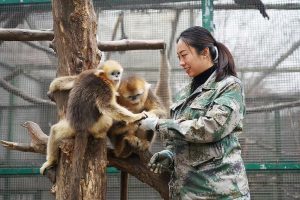 女饲养员王楠:金丝猴三兄弟最信赖的人 « 郑州市动物园