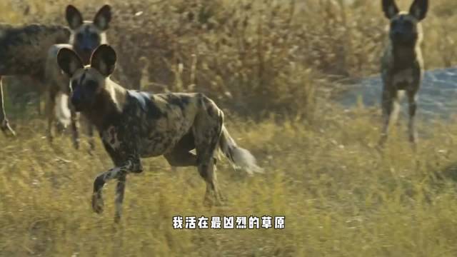 非洲猎犬：在草原上，血缘从来不是亲情的唯一答案 动物世界