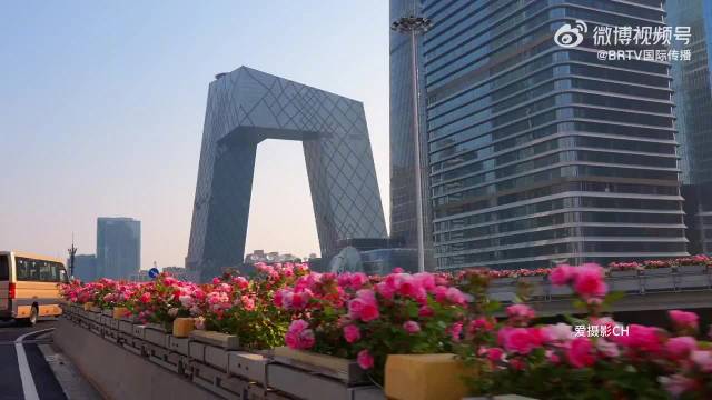 北京街头月季盛放迎初夏邓为关晓彤献声