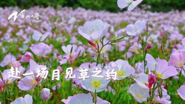 在周深歌声里赴浙江月见草之约