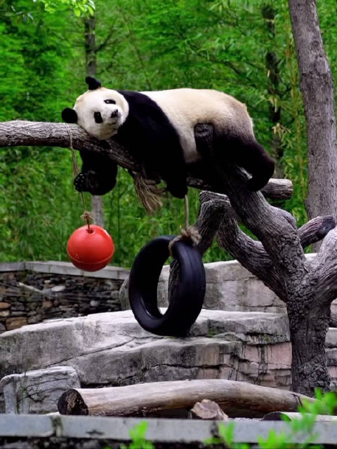 娥眉迁新居与小奇迹为邻，拆红球当球踢活泼可爱
