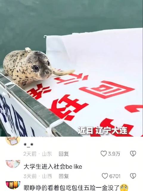 被救助的海豹放归大海，眼神里满是震惊和不舍