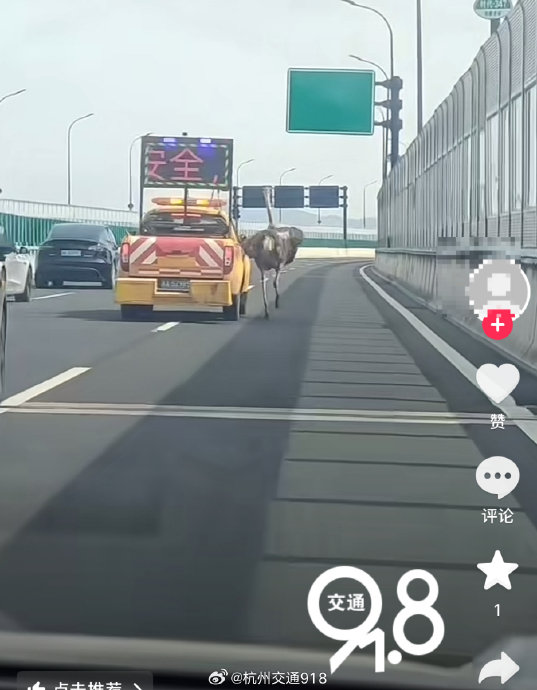 鸵鸟在杭州高架狂奔时有没有造成交通事故？
