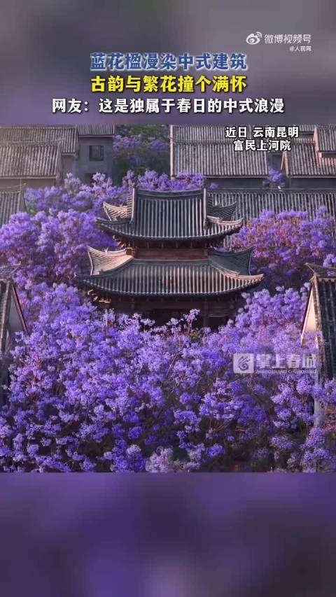 见识了、感悟了“庭院深深深几许，杨柳堆烟，帘幕无重数”有种浪漫叫蓝花楹遇上古建